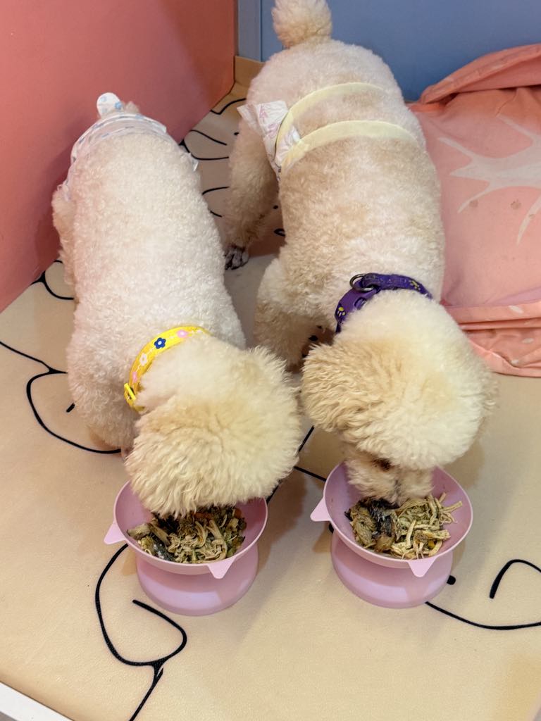 🧫Meow Woo - “Nhà nghỉ” xịn sò & spa thư giãn cho mấy Boss ở Vũng Tàu nè, lẹ tay hốt deal giảm 30% dịp khai trương